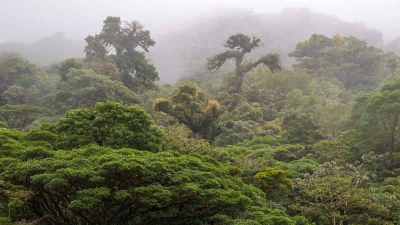 Cloud Forest, Monteverde